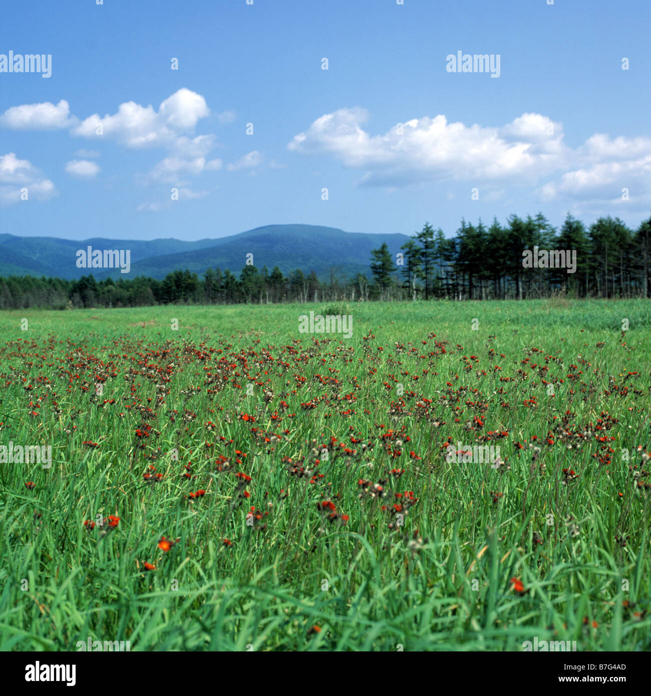 Russland. Insel Sachalin. Sommer. [Mittelformat] Stockfoto