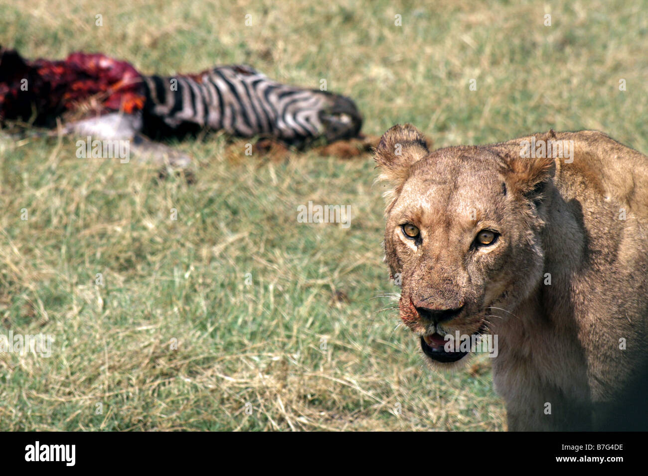 Löwin und Tote Zebra in Linyanti Spiel Bereich Botswana, Afrika Stockfoto
