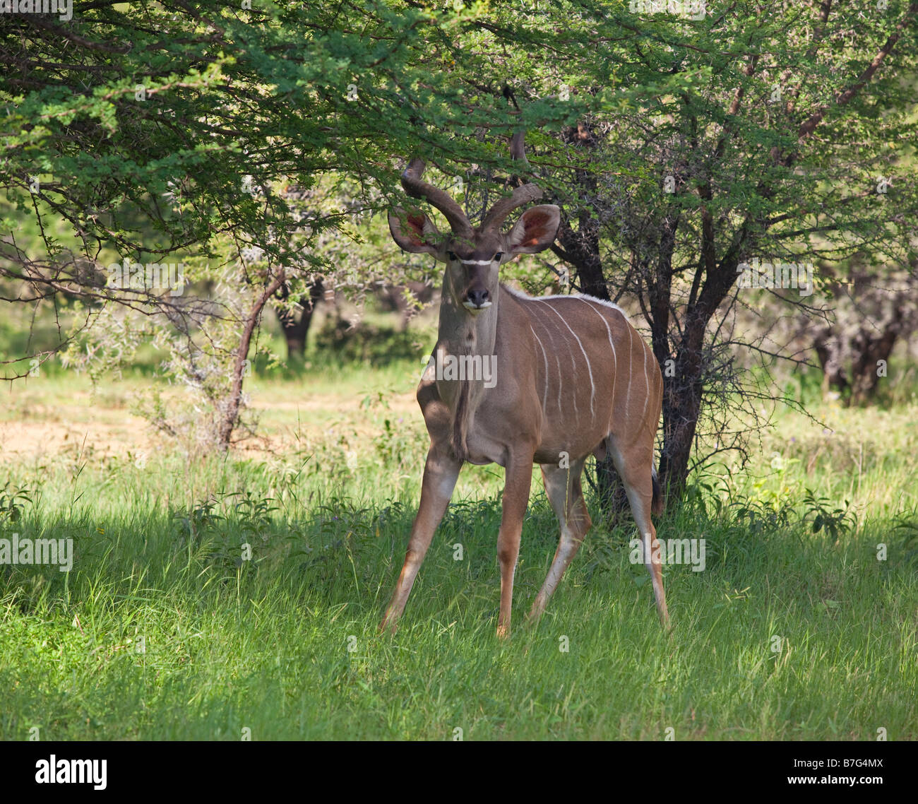 Kudu Antilope Stockfoto