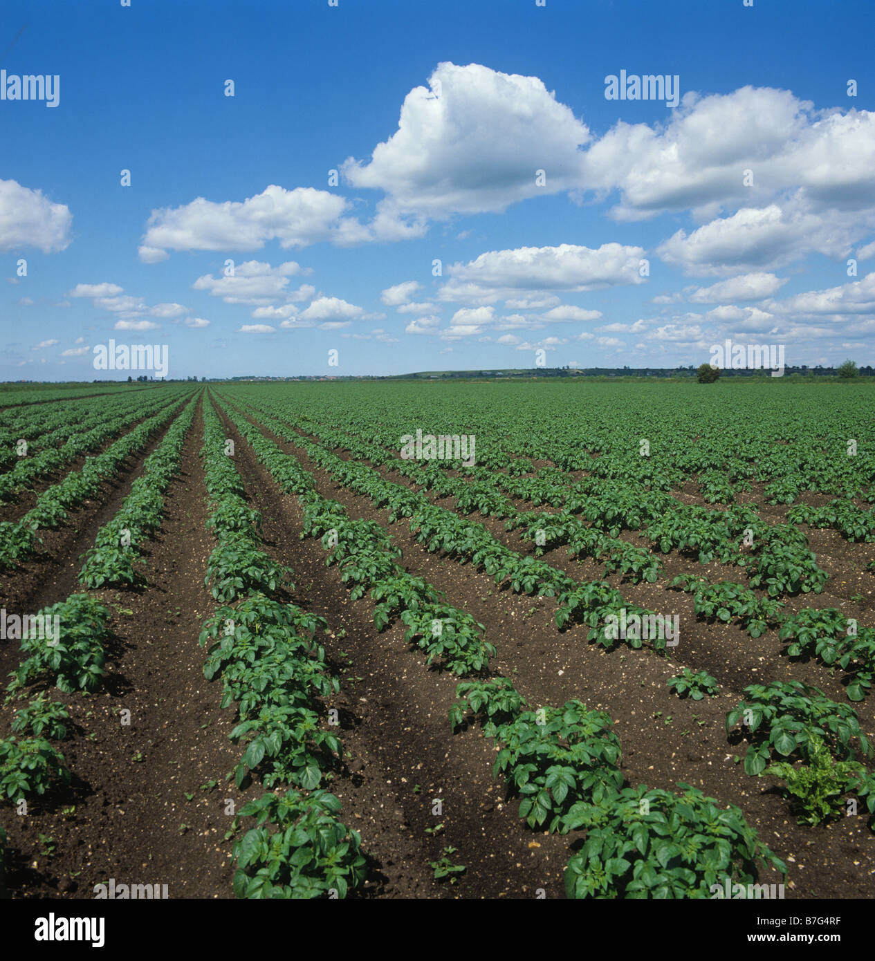 Junge Kartoffelernte Solanum Tuberosum auf Ebene Fenland Feld an einem feinen Frühlingstag Stockfoto