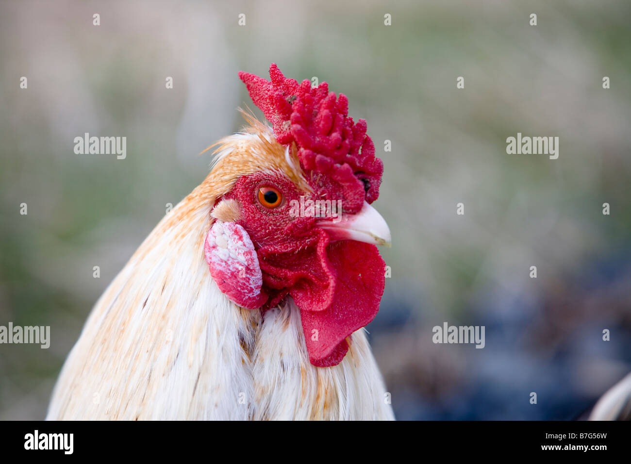 Porträt eines Huhns Stockfoto