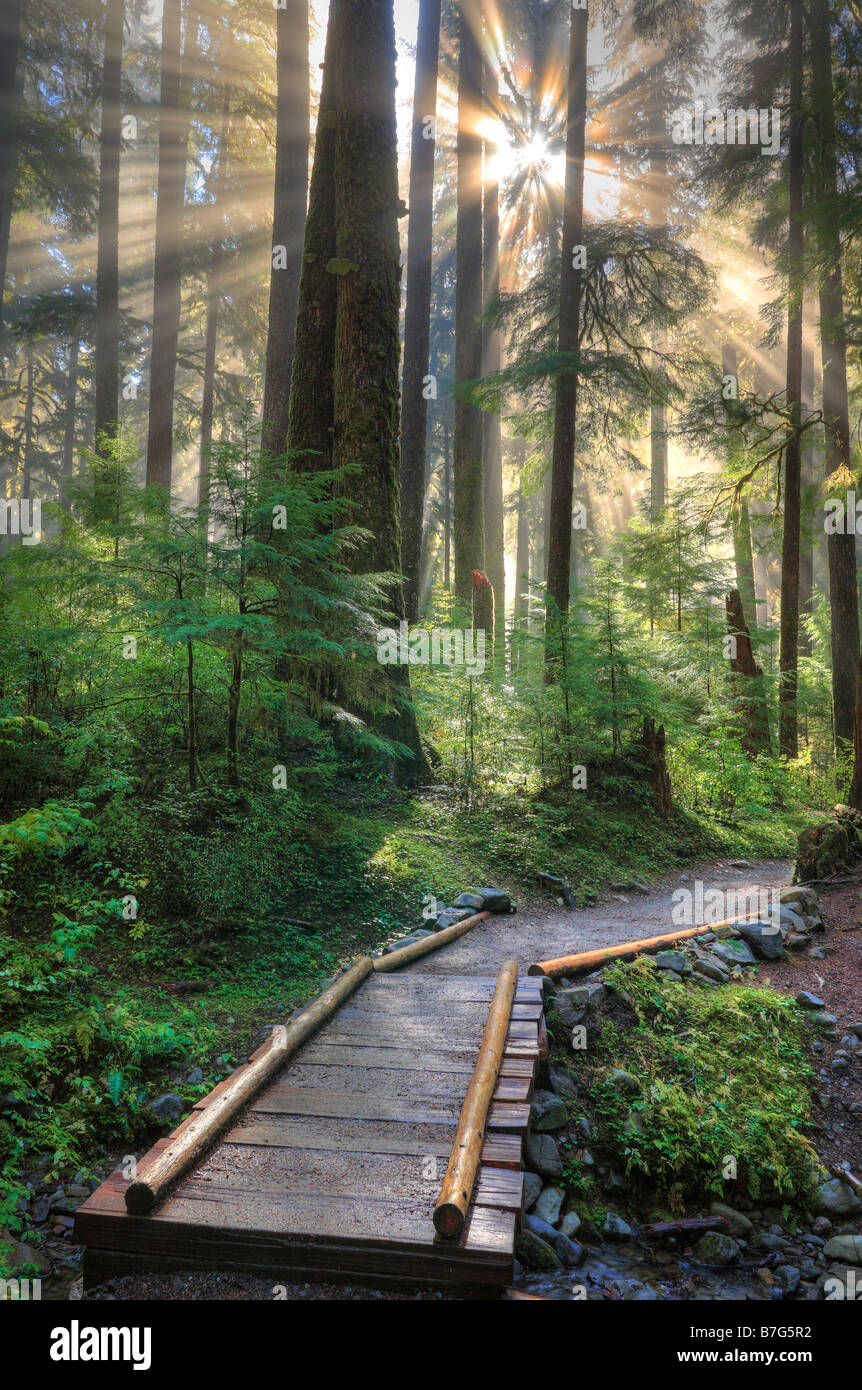 Wald im Sol Duc verliebt sich in Olympic Nationalpark, Washington Stockfoto