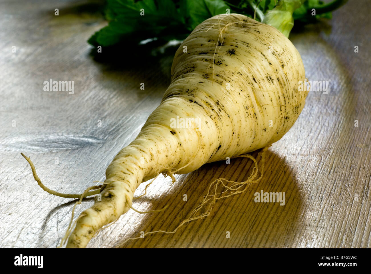 EIN FRISCH GEZAPFTES PASTINAKE KOMPLETT MIT BLÄTTERN UND ERDE GESCHOSSEN AUF EINEM HÖLZERNEN KÜCHENTISCH Stockfoto