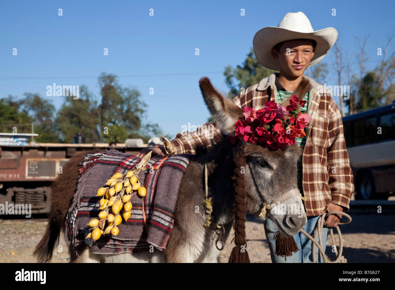 Esel Esel El Fuerte Sinaloa Mexiko Stockfoto