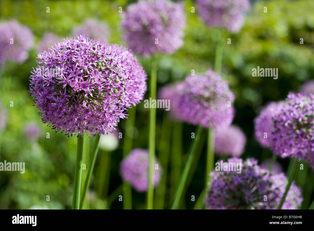 Allium gladiator Stockfoto