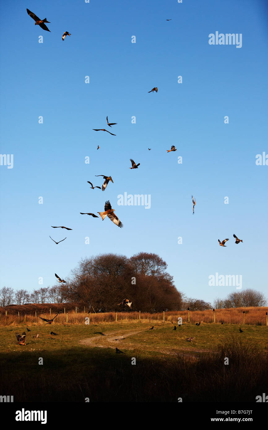 Rotmilane an der Futterstelle auf Gigrin Farm, Rhayader, Wales, UK Stockfoto