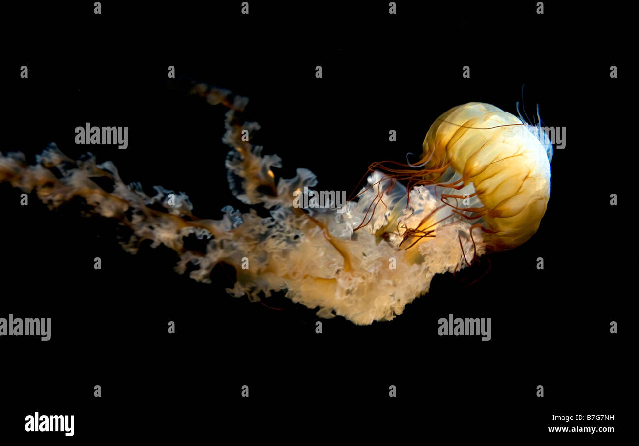 West Coast Meer Brennnessel Chrysaora Fuscescens an der Tennessee Aquarieum in Chattanooga Stockfoto