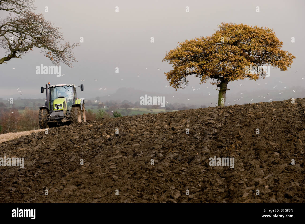 Ein Traktor Pflüge ein Feld, während von einem Schwarm von Möwen verfolgt. Stockfoto