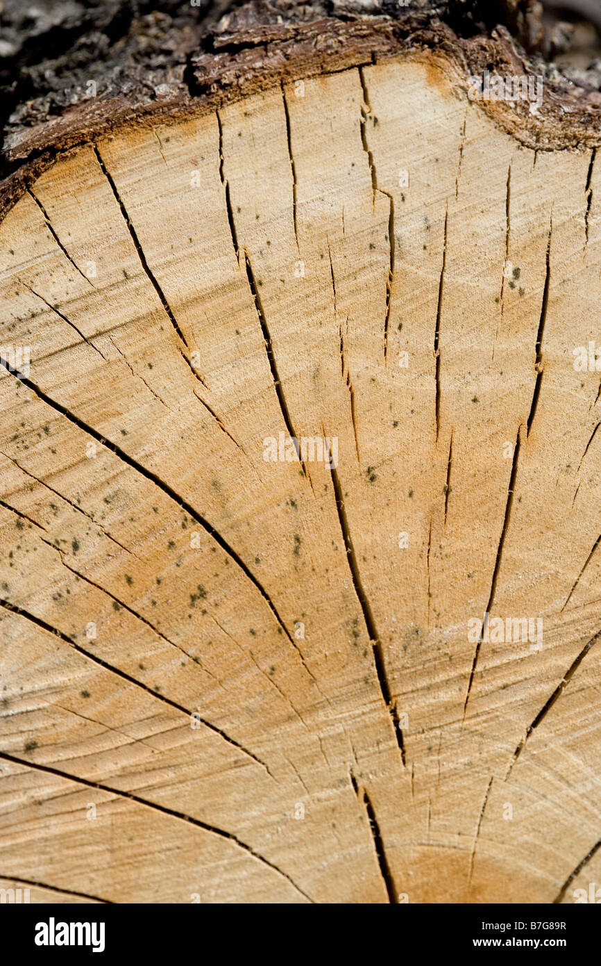 Baum-Querschnitt von vor kurzem Baum zeigt Alter Ringe und Rinde Stockfoto