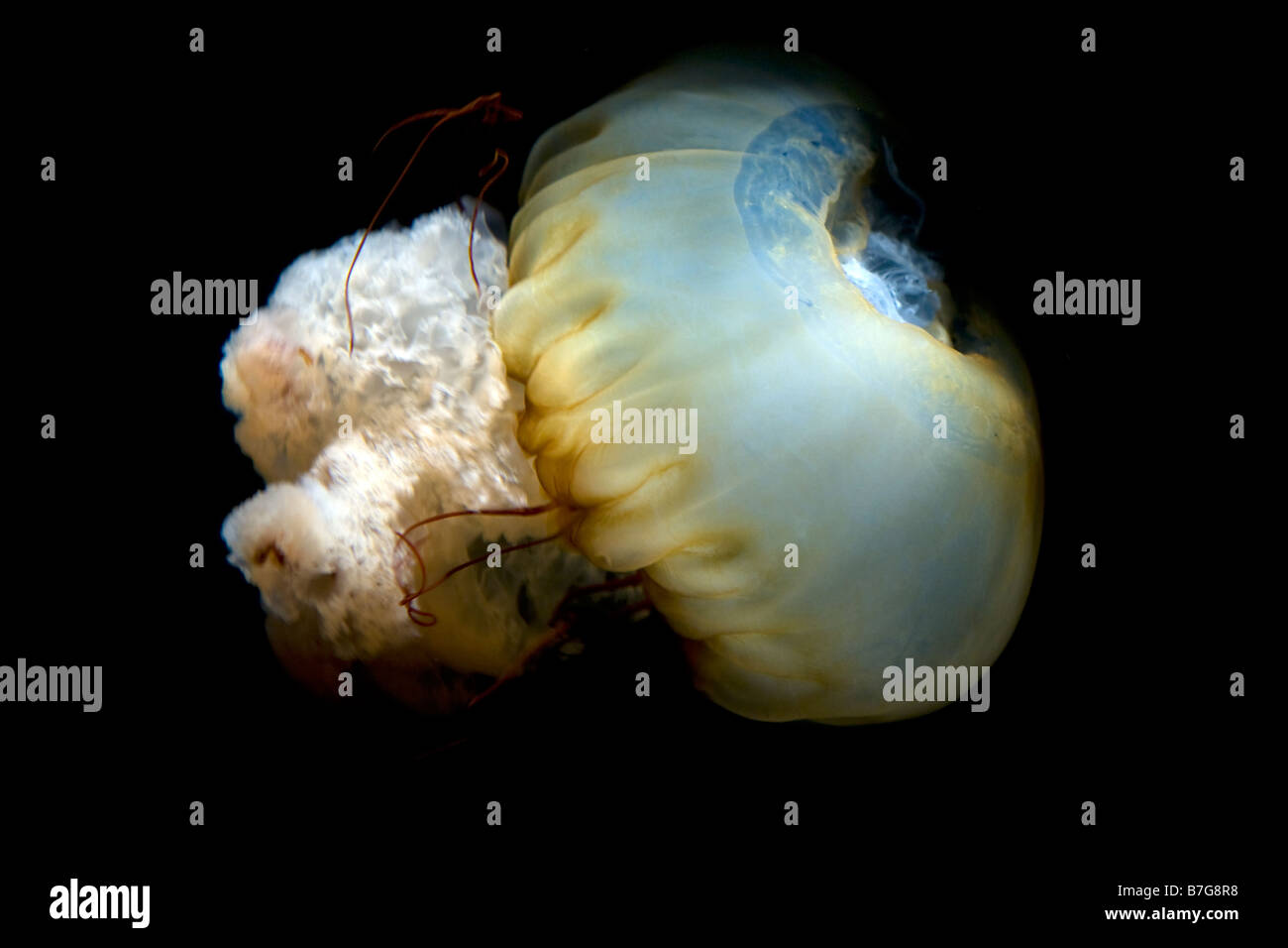 West Coast Meer Brennnessel Chrysaora Fuscescens an der Tennessee Aquarieum in Chattanooga Stockfoto