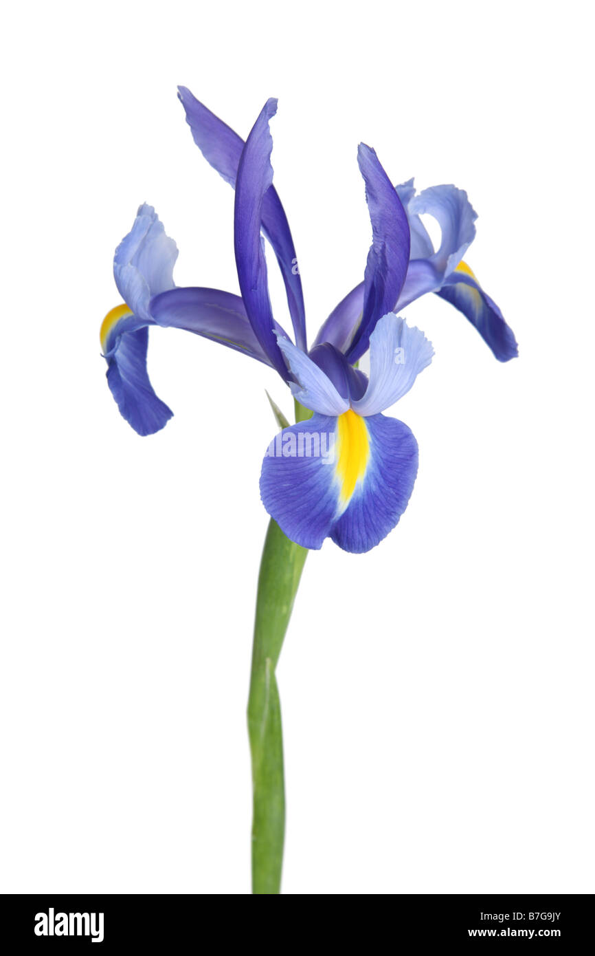 Violette Iris Blume Ausschneiden auf weißem Hintergrund Stockfoto
