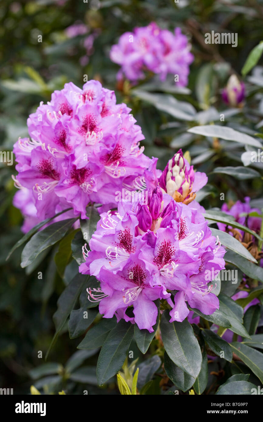 Rhododendron-Blüten Stockfoto