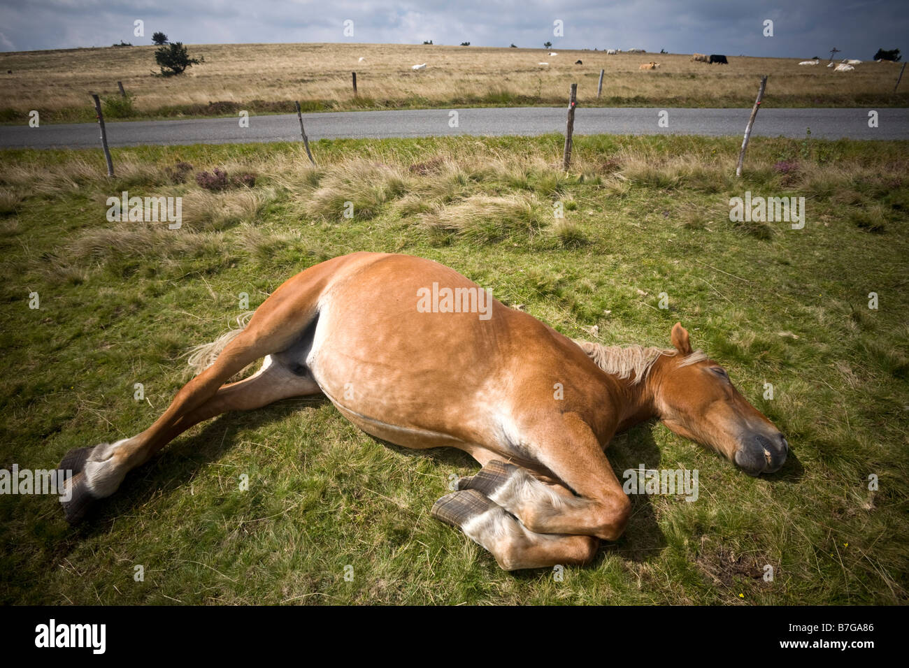 Ein altes Franche-Comté-Pferd (Equus Caballus) nach unten auf einer Wiese gelegen. Vieux Cheval Comtois (Equus Caballus) Couché Dans un Pré. Stockfoto
