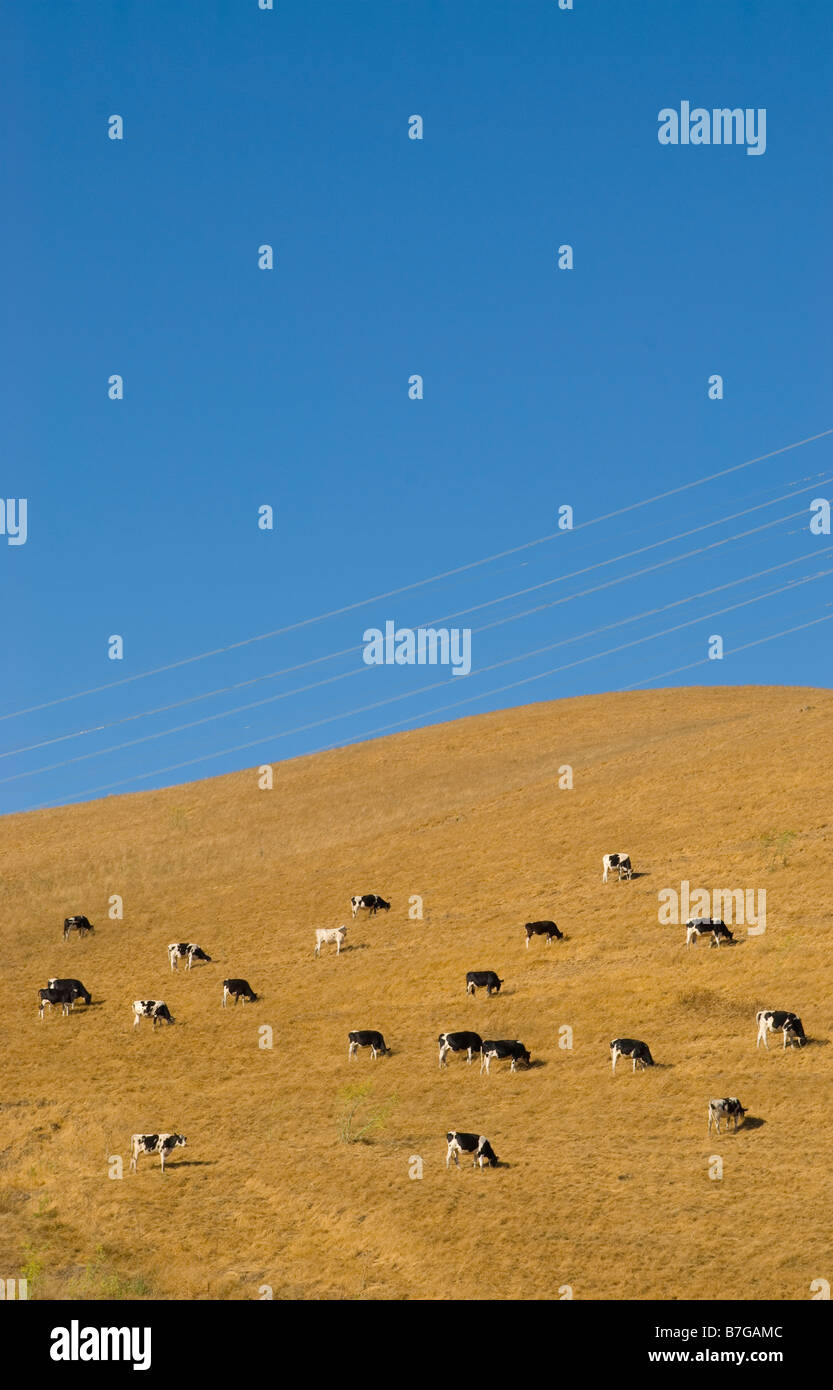 Kühe in einem Feld Stockfoto