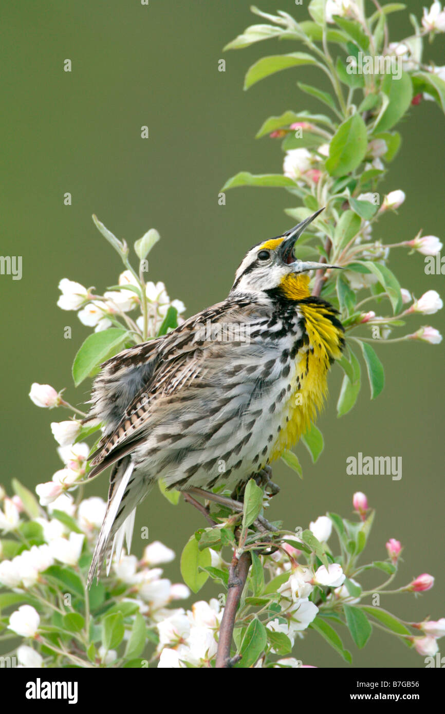 Östlichen Meadowlark singen im Crabapple Blüten - vertikal Stockfoto