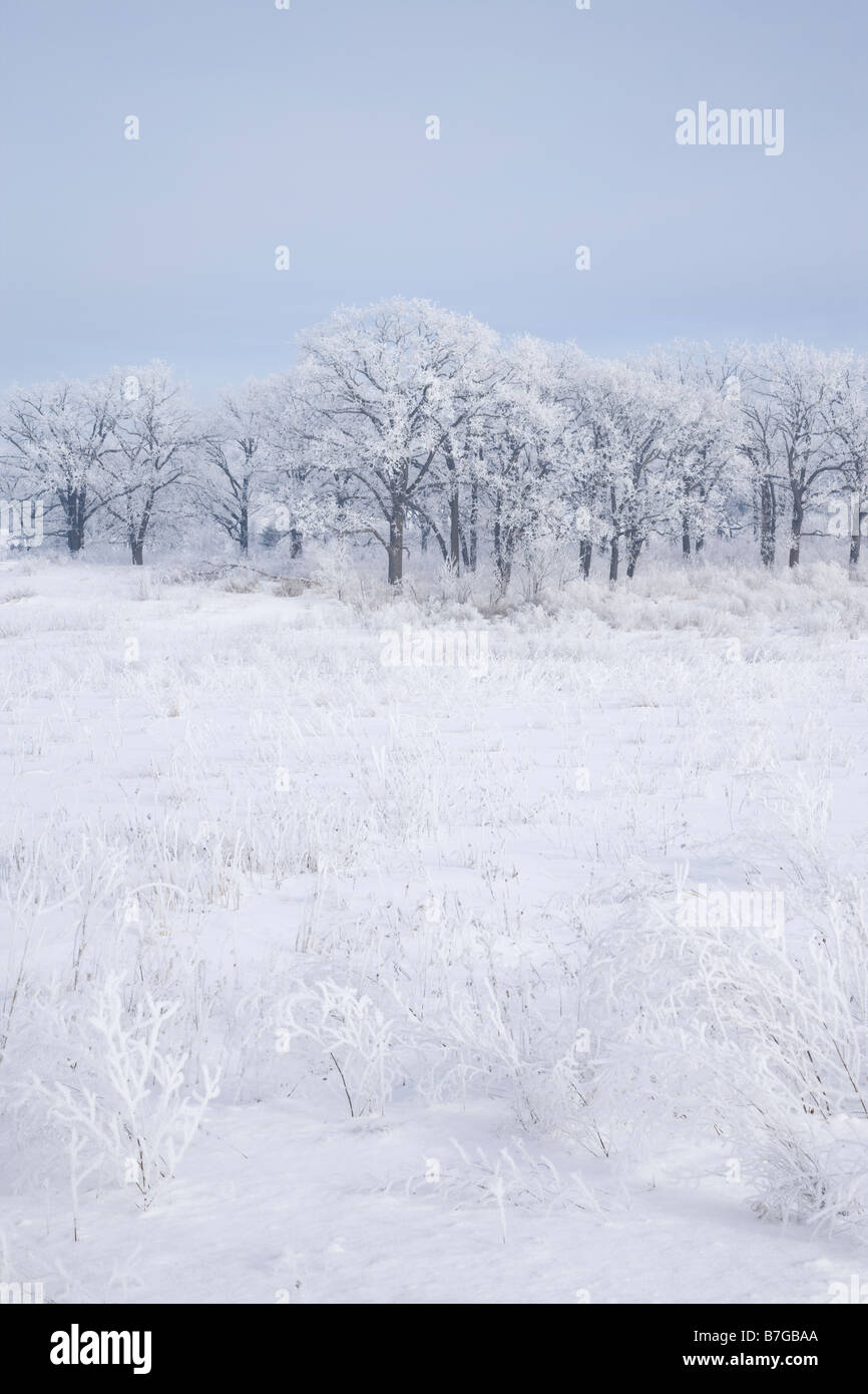 Wiese und Bäumen bedeckt mit Raureif, Kardinal natürliches Sumpfgebiet, sumpfiges County, Iowa Stockfoto