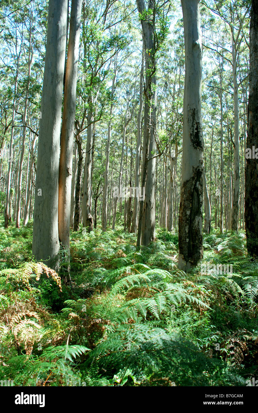 Wald Bäume und Waldboden in Western Australia Stockfoto