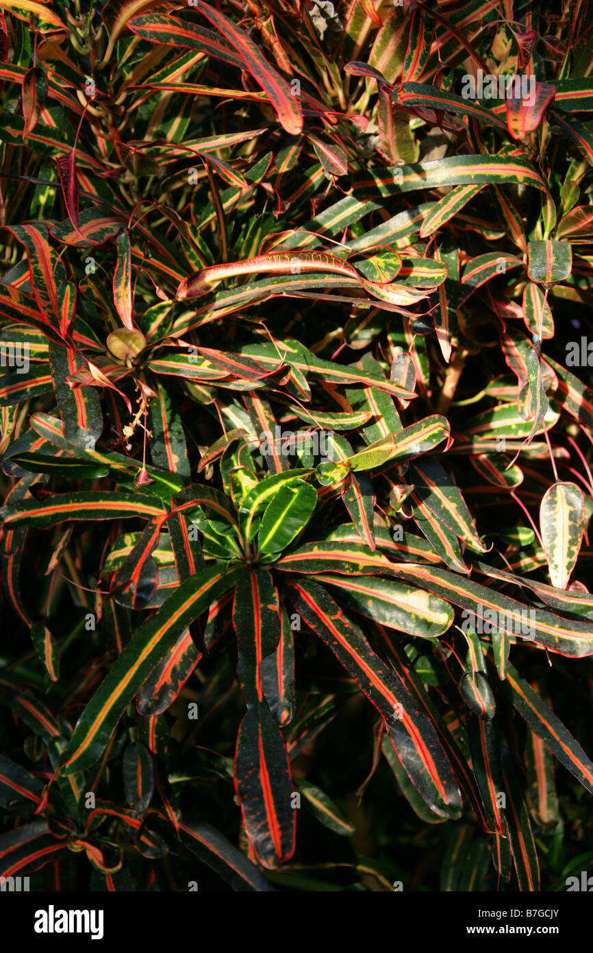 CrotonPflanze, Codiaeum Variegatum Var Pictum