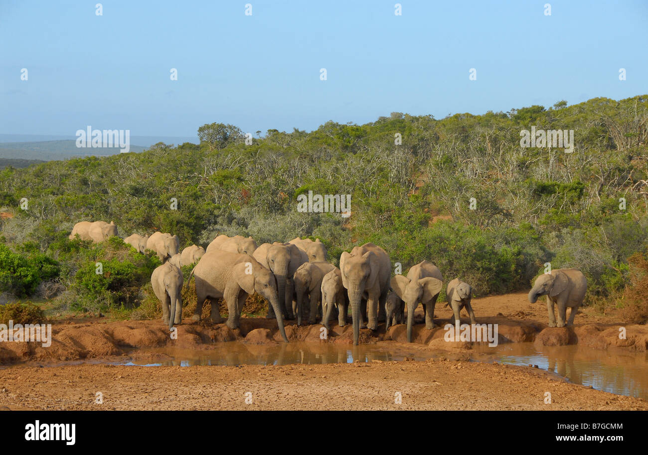 Herde von afrikanischen Elefanten Trinkwasser an Marion Baree Wasserstelle im Addo Elephant National Park, Eastern Cape, Südafrika Stockfoto