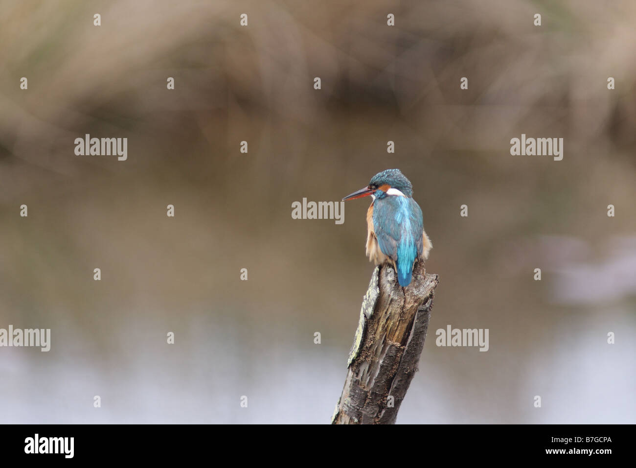 Eisvogel auf AST thront Stockfoto