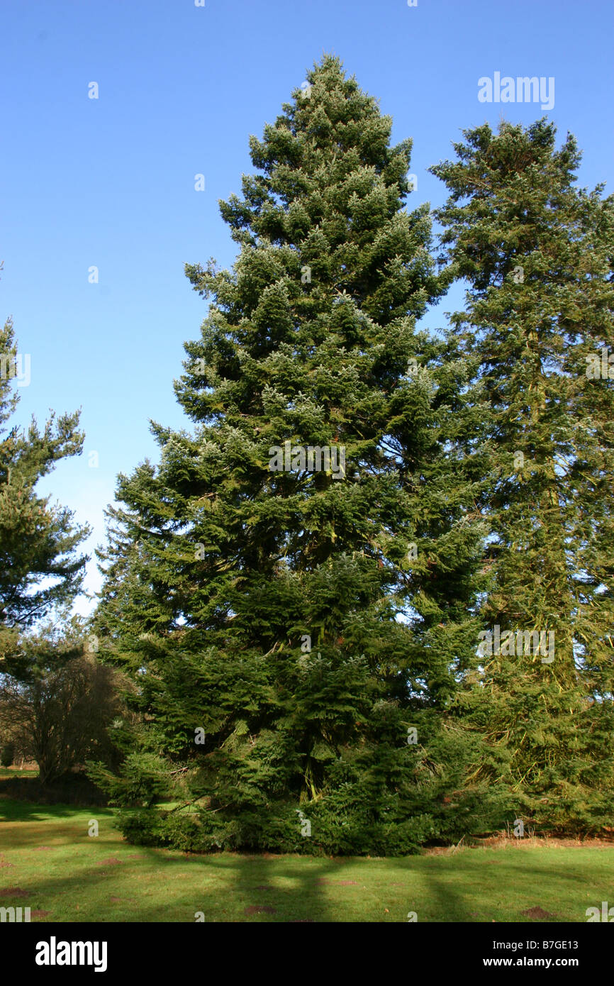 Großer immergrüner Baum mit blauem Himmel Stockfoto
