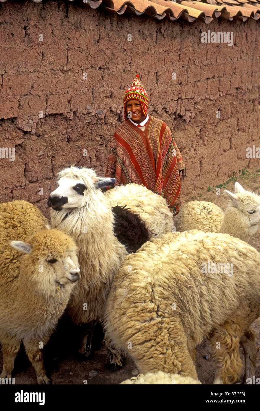 1, 1, Quechua indischer Junge, Quechua Indische, Junge mit Alpaka, Junge, Alpaka, Cuzco, Cusco Region, Peru, Südamerika Stockfoto