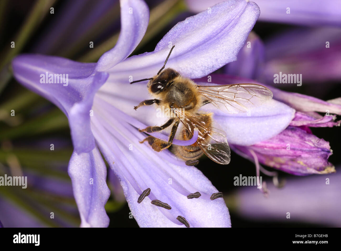 Biene auf der Blume Stockfoto