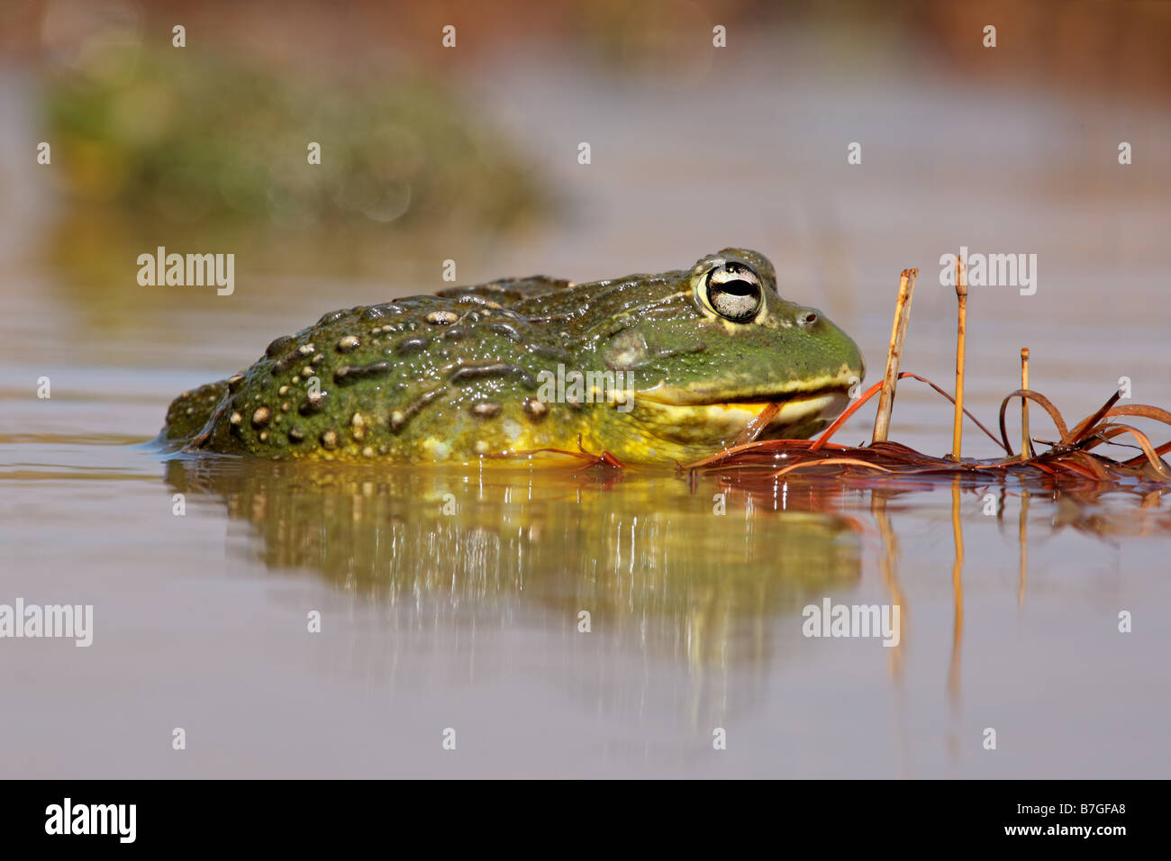 Männlichen afrikanischen Riesen Ochsenfrosch (Pyxicephalus Adspersus) aktiv im seichten Wasser während der Brutzeit Sommer, Südafrika Stockfoto