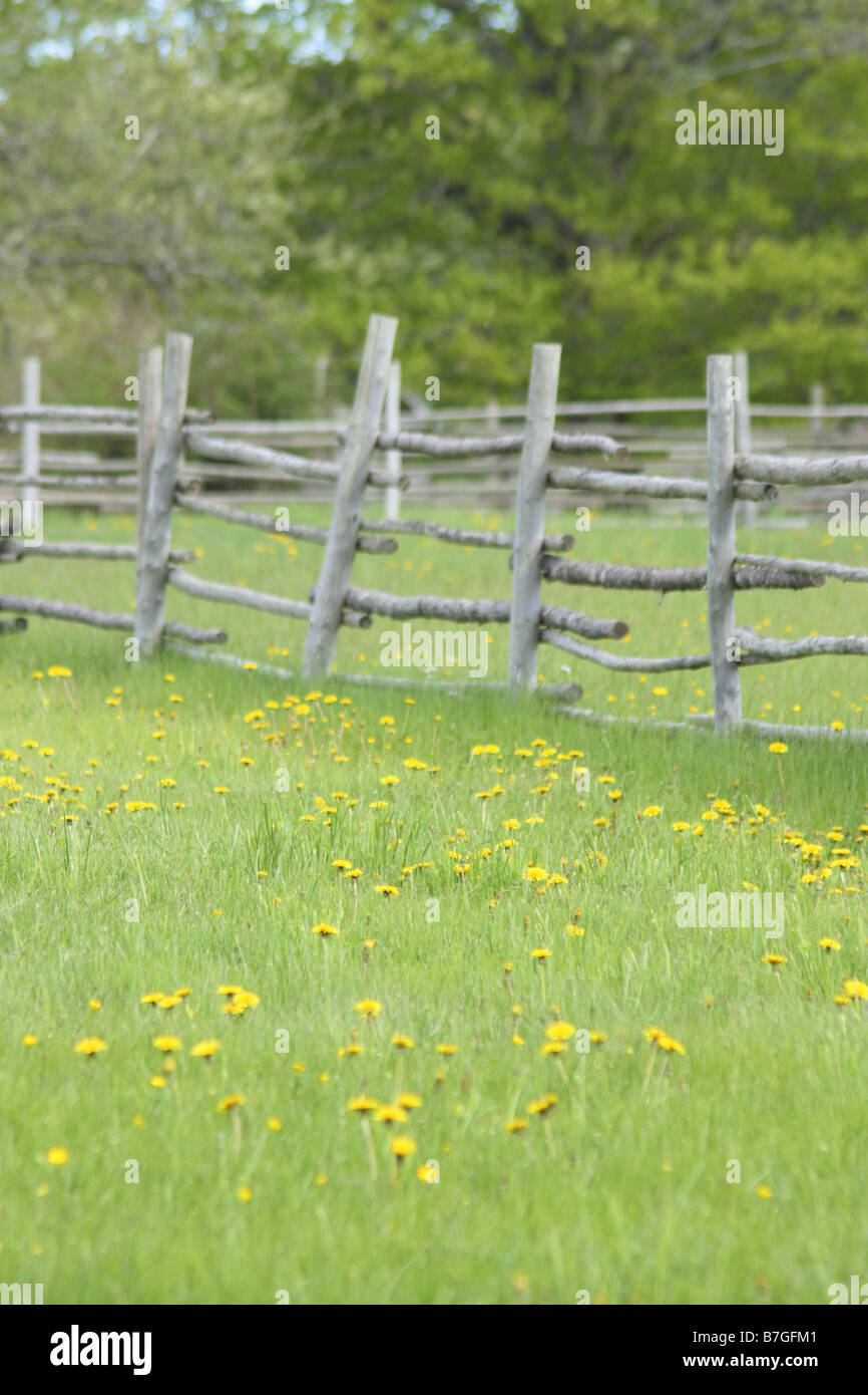 eine alte Feld, Zaun und Wildblumen in Nova Scotia Kanada Stockfoto