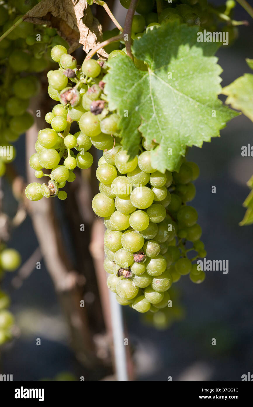 Neuer Wein Reifen für die Ernte. Ein Cluster von grünen Trauben hängt stark am Rebstock Stockfoto