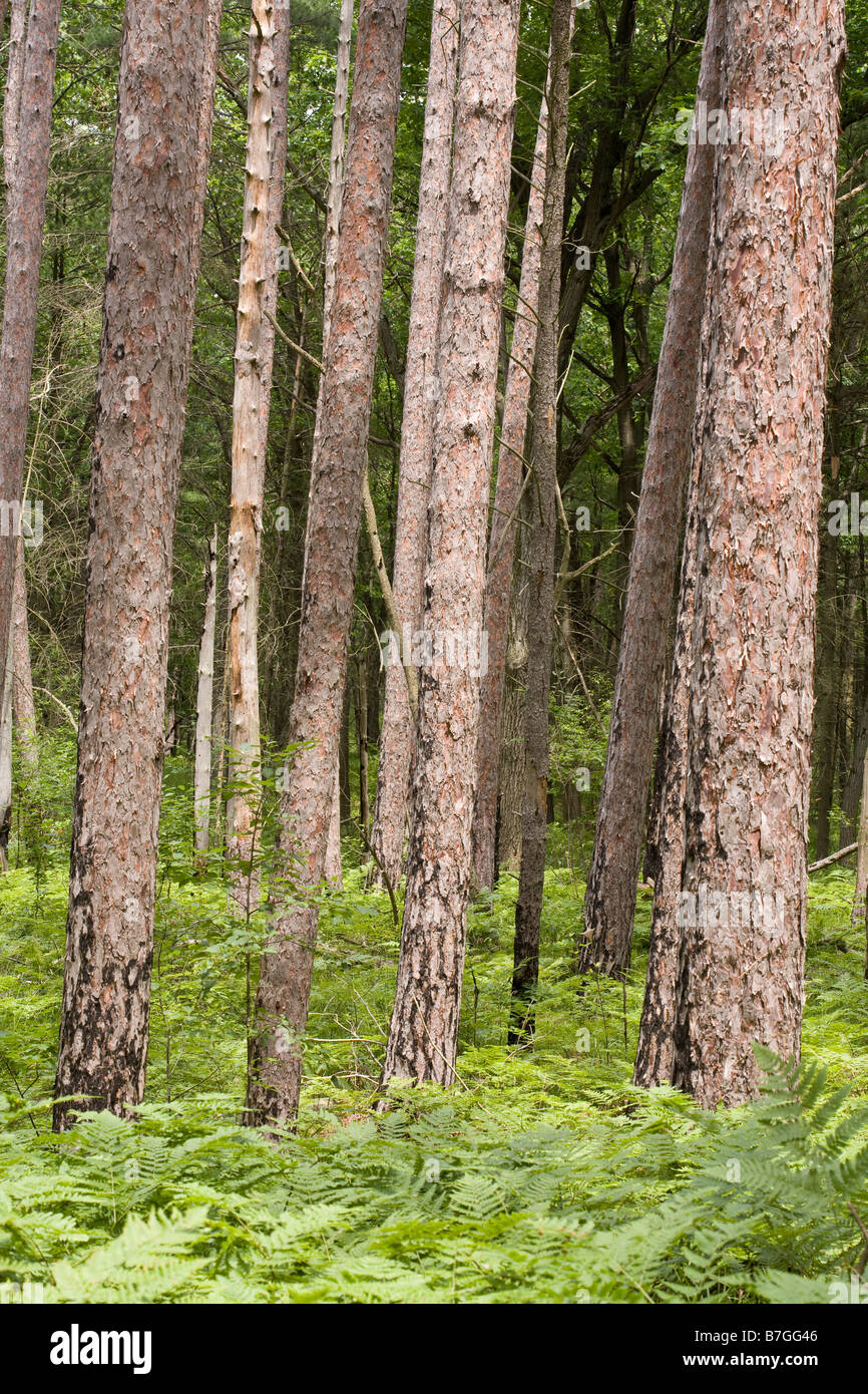 Weymouthskiefer Stämme: Die Stämme der Park Kiefern gepflanzt in der Adlerfarn Farn dominierten Unterholz Stockfoto