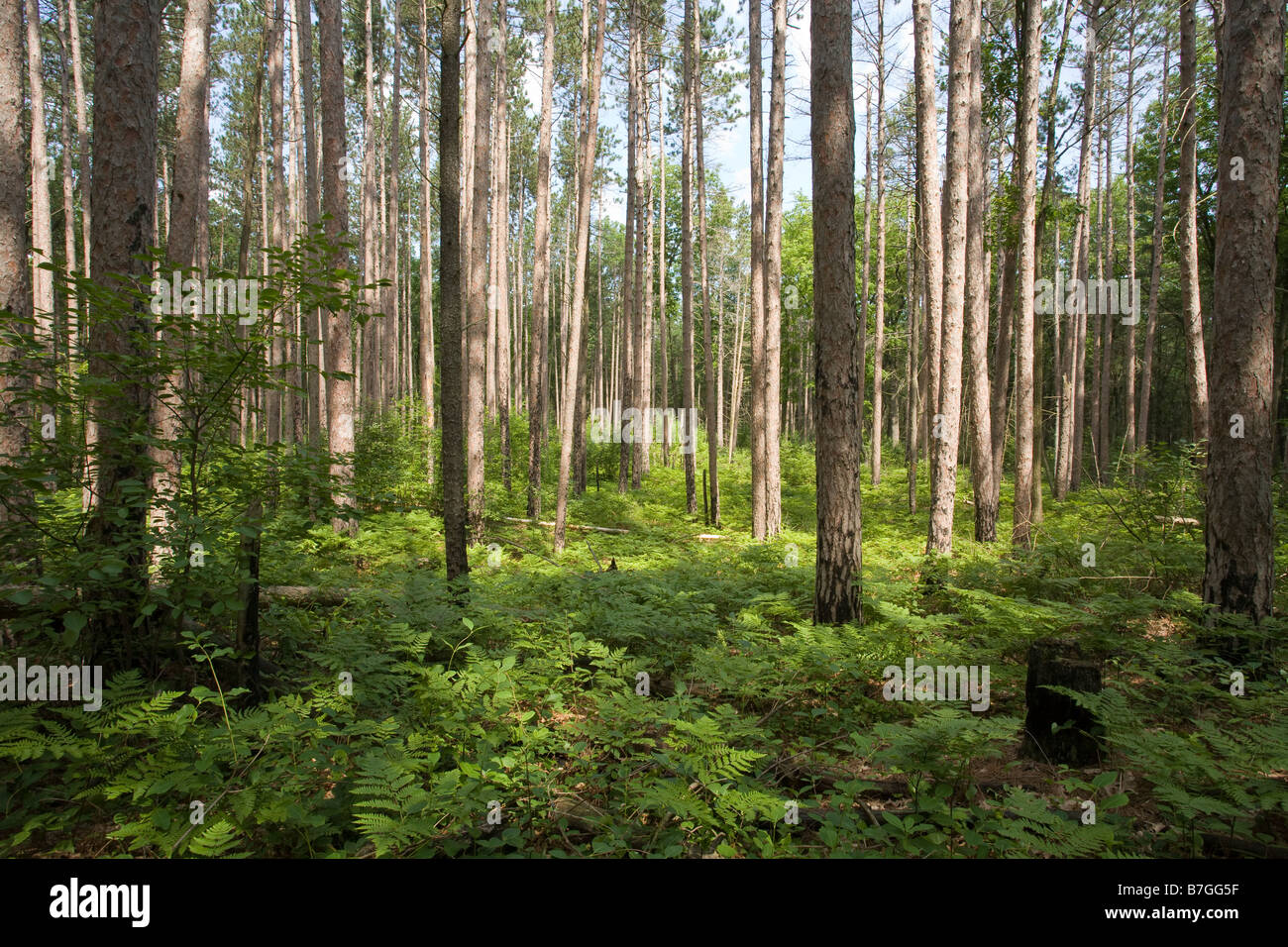 Fichtenwald Woodland, horizontale: die Sonne Schecken Stämme von den Park Kiefern gepflanzt im Unterholz Bracken Stockfoto
