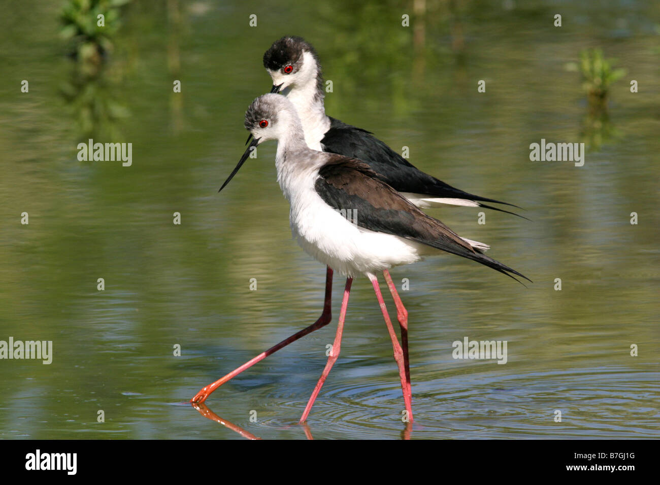 Stelzenläufer, Himantopus Himantopus, Vogel, Schnabel, Nest, Migration, Balz, Europa Stockfoto