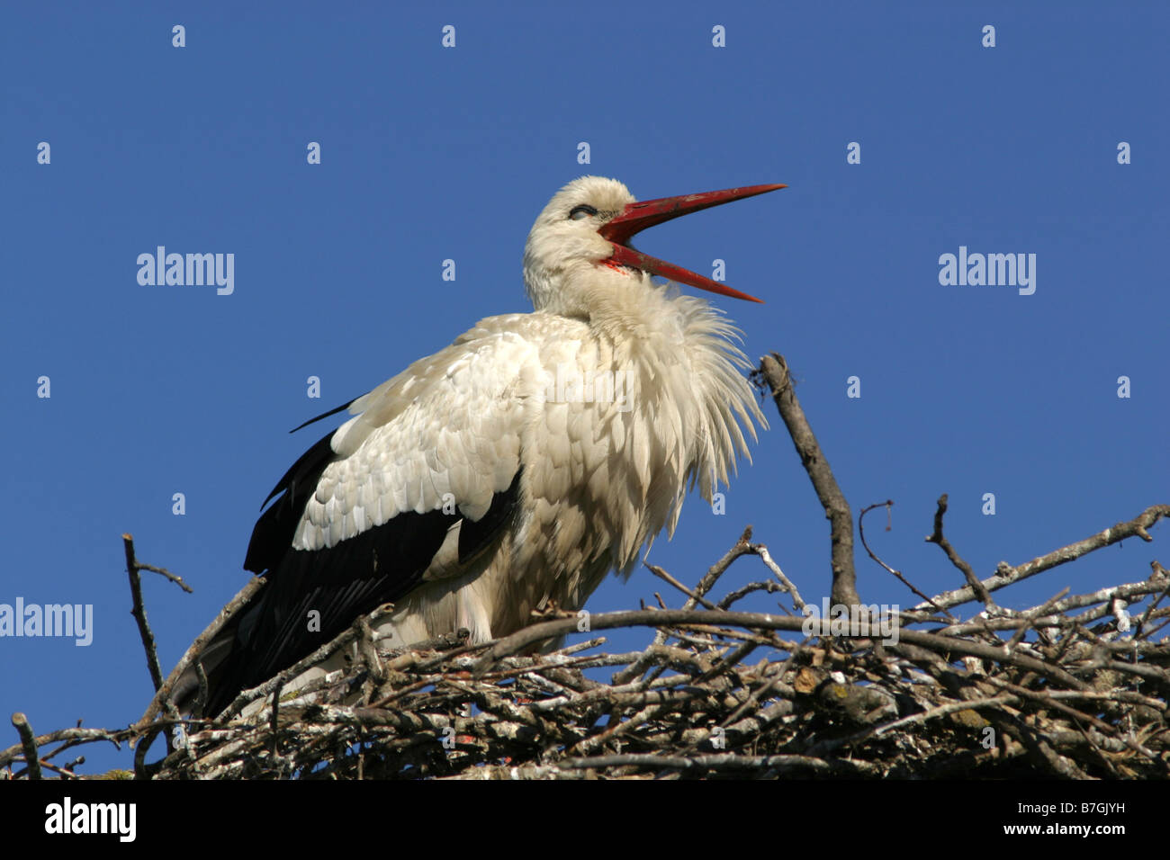 Weißstorch, Ciconia Ciconia, Vogel, Schnabel, Nest, Migration, Essen, Storch, Ciconiidae, Europa, Afrika, Asien Stockfoto