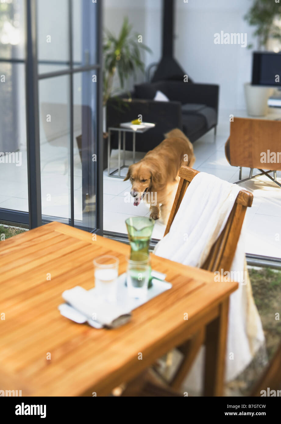 Hund und Garten Tisch Stockfoto