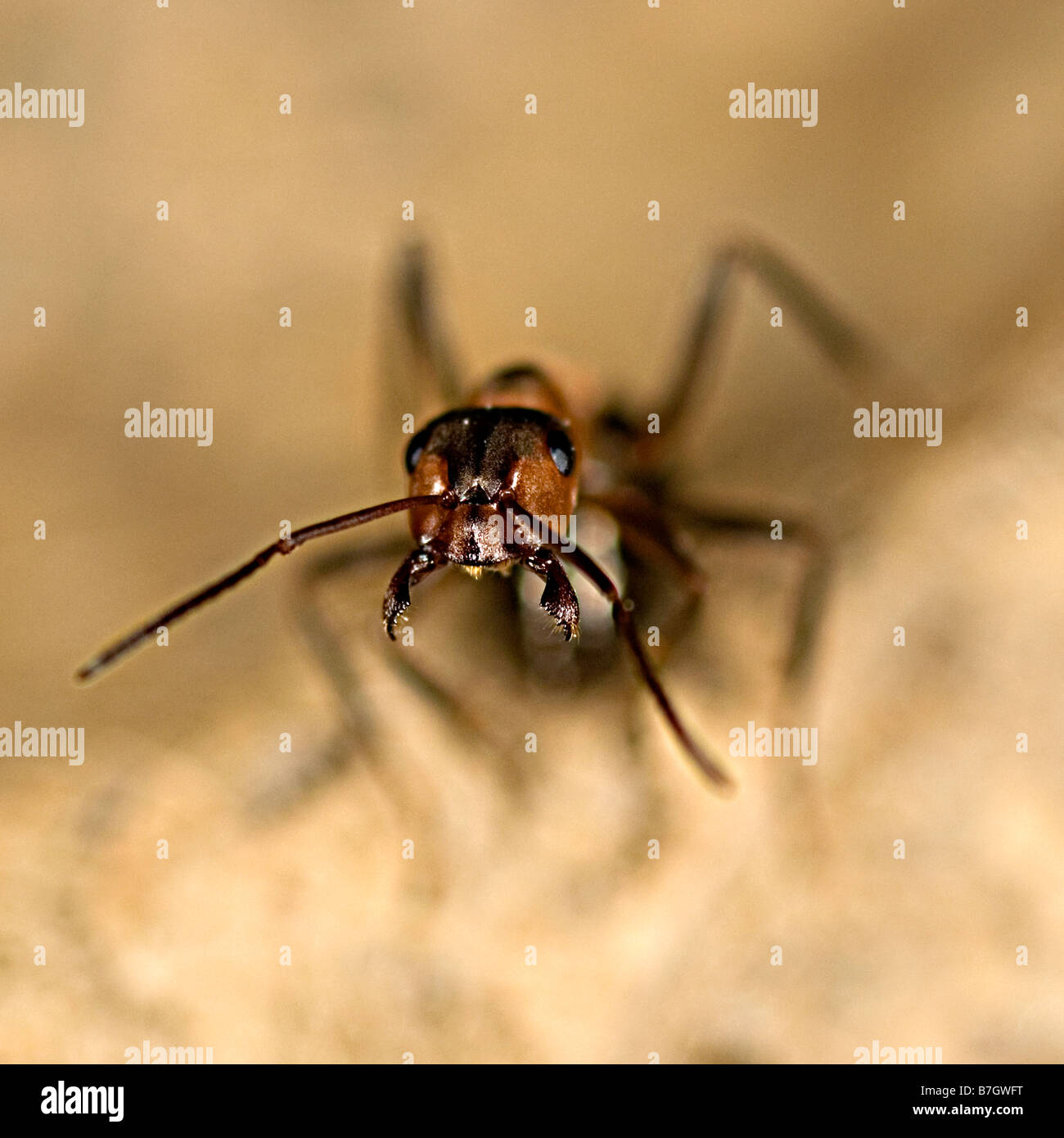 Rote Ameisen in Verteidigung-pose Stockfoto