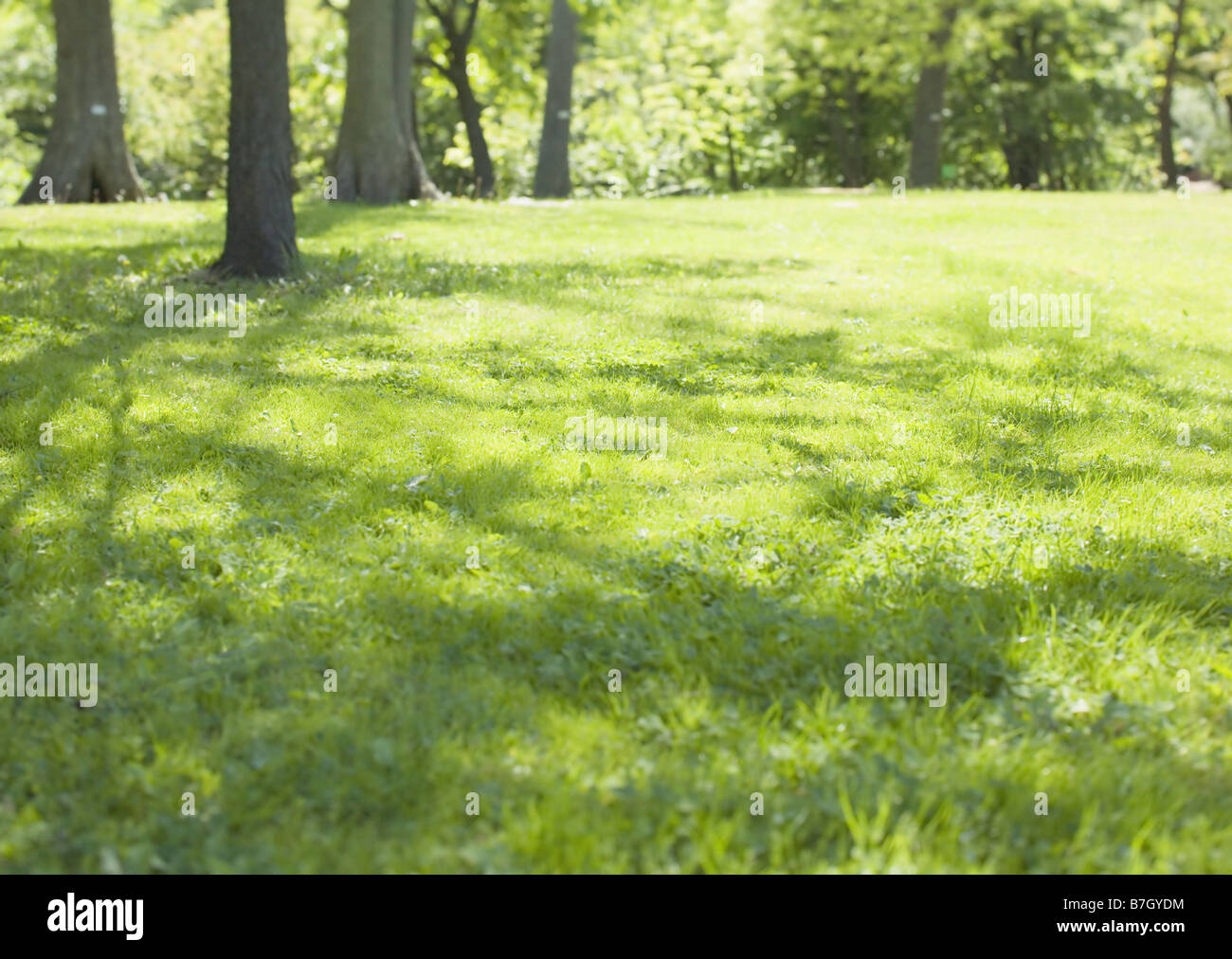 Rasen im Schatten der Bäume Stockfotografie Alamy