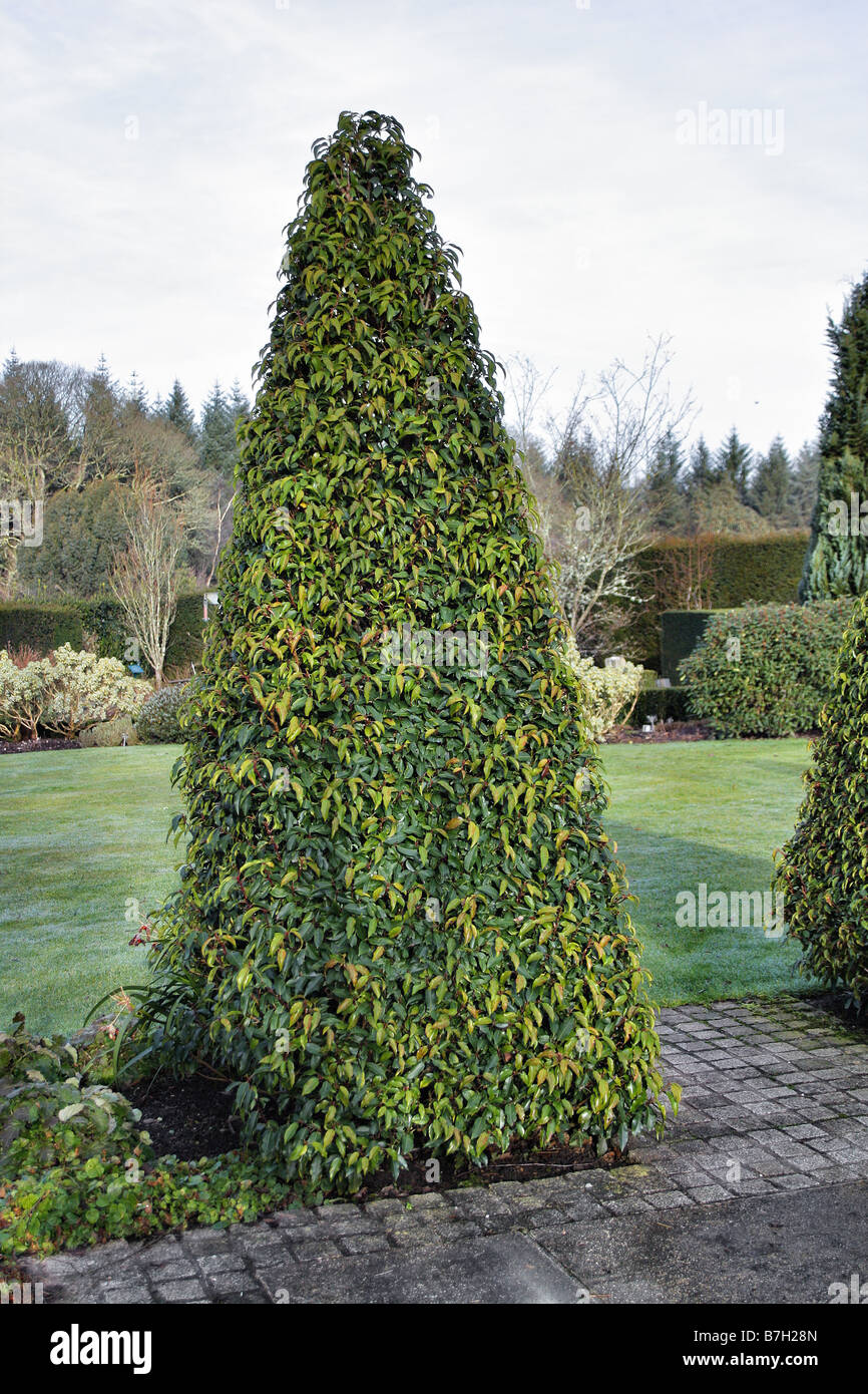 Prunus lusitanica myrtifolia Fotos und Bildmaterial in hoher