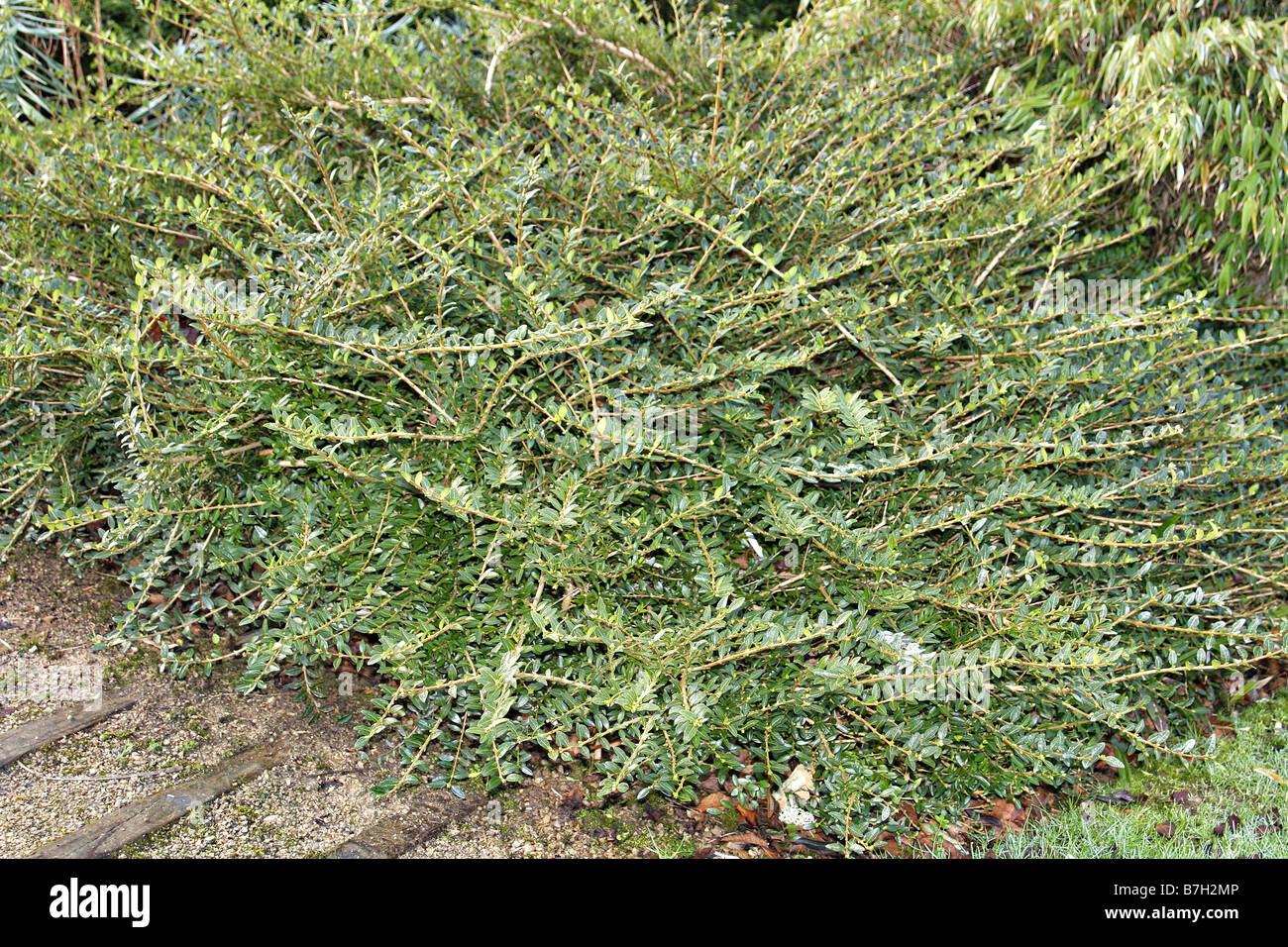 LONICERA PILEATA MOOSGRÜN Stockfoto