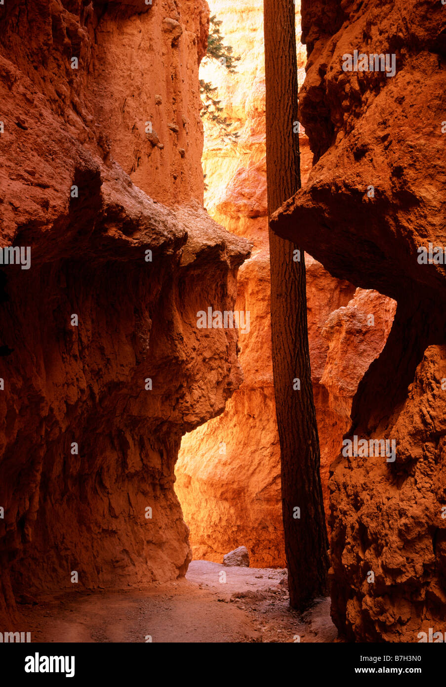 Ponderosa Pine in 'Wall Street', Bryce Canyon National Park, Utah Stockfoto