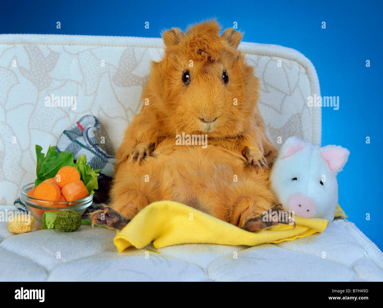 Stubenhocker Meerschweinchen Fett sitzt auf dem Sofa Essen Essen Humor Witz  Spaß lustige tierfreundlich schön entspannt Pet Snack entspannen  Stockfotografie - Alamy