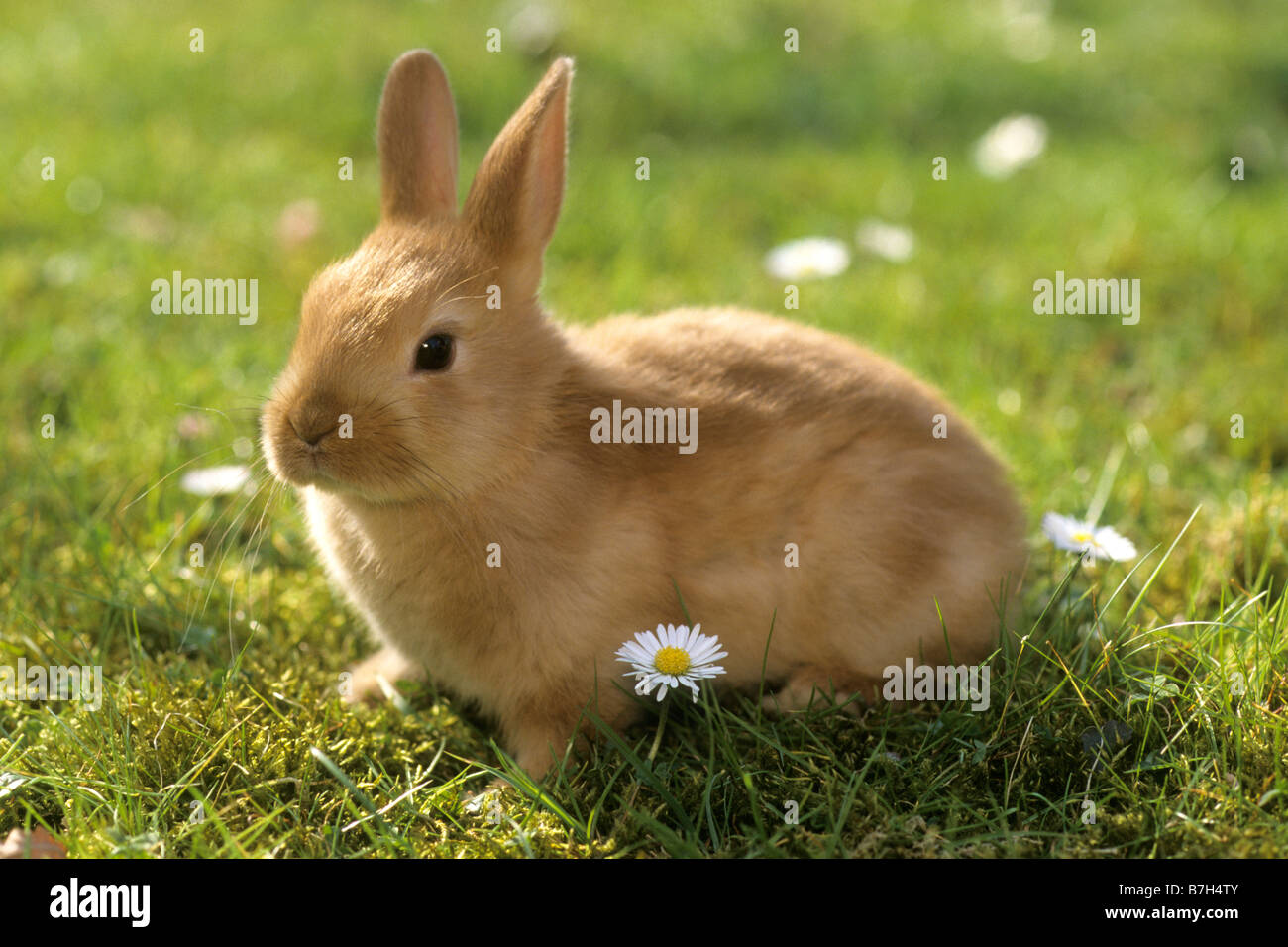 Pygmy Kaninchen (Oryctolagus Cuniculus) auf einer Wiese Stockfoto