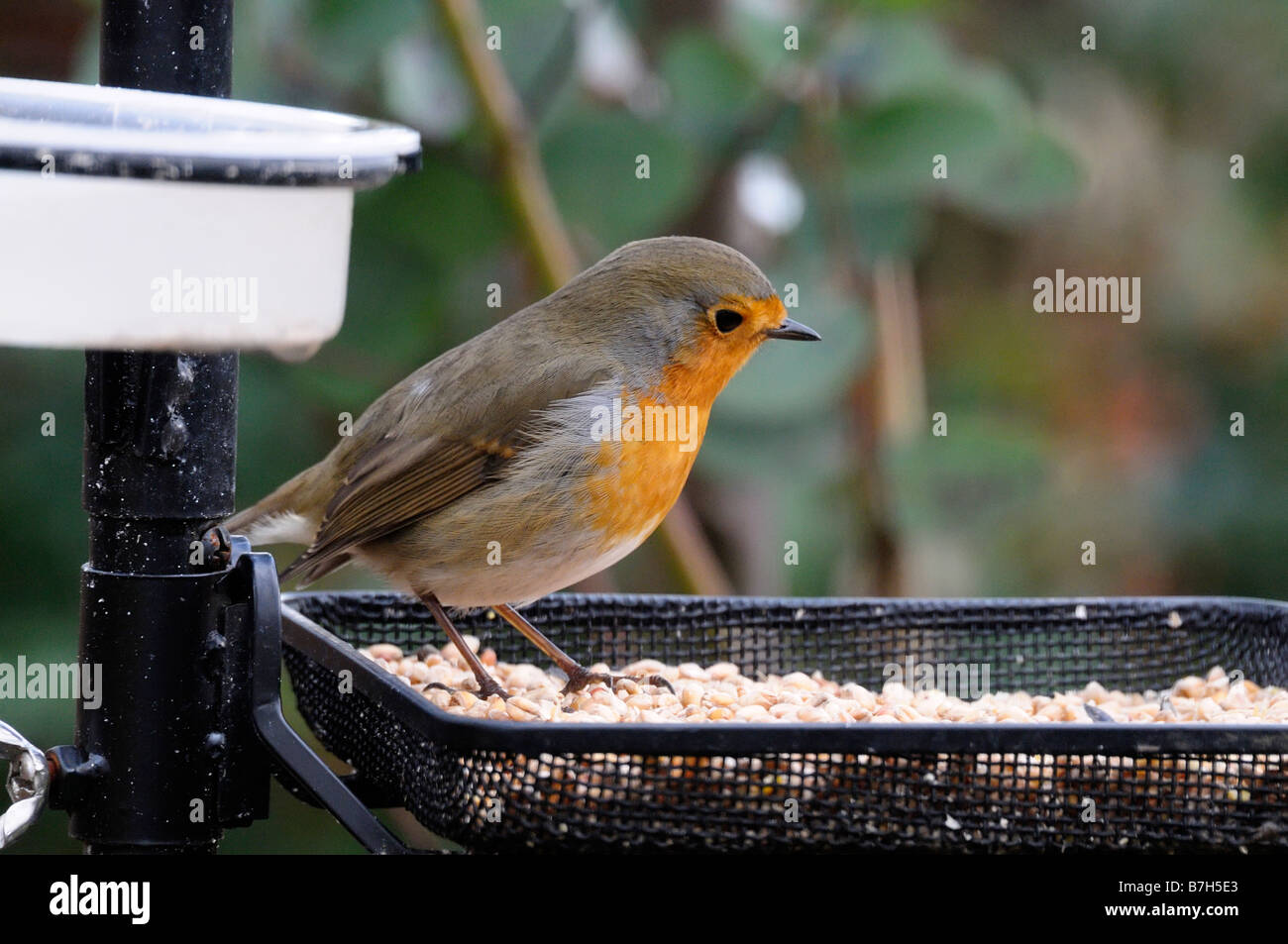 Robin (Erithacus Rubecula) Stockfoto