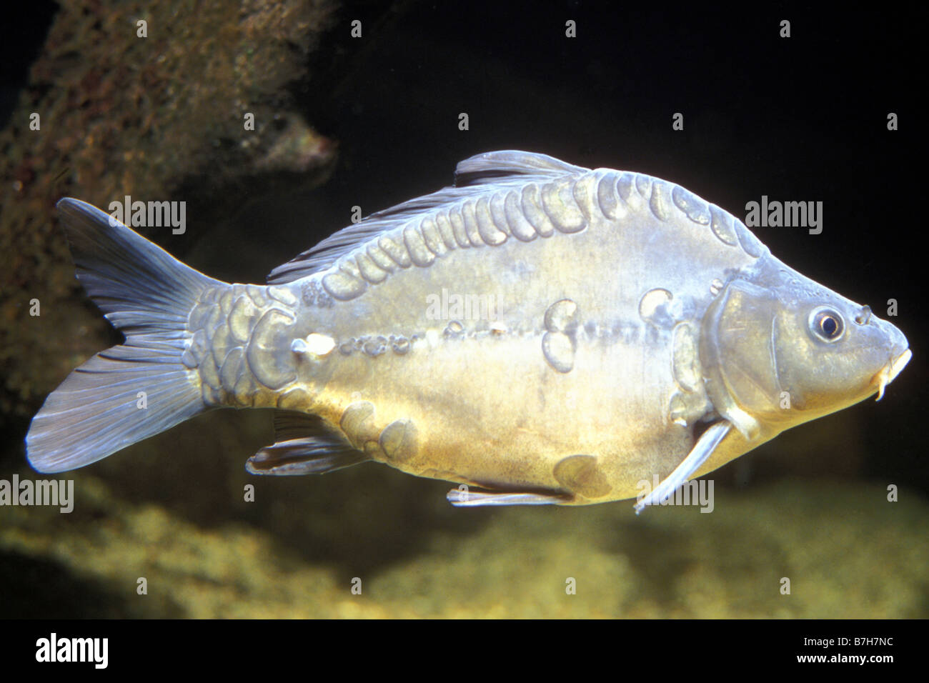 Spiegelkarpfen (Cyprinus Carpio Morpha Noblis) unter Wasser Stockfoto
