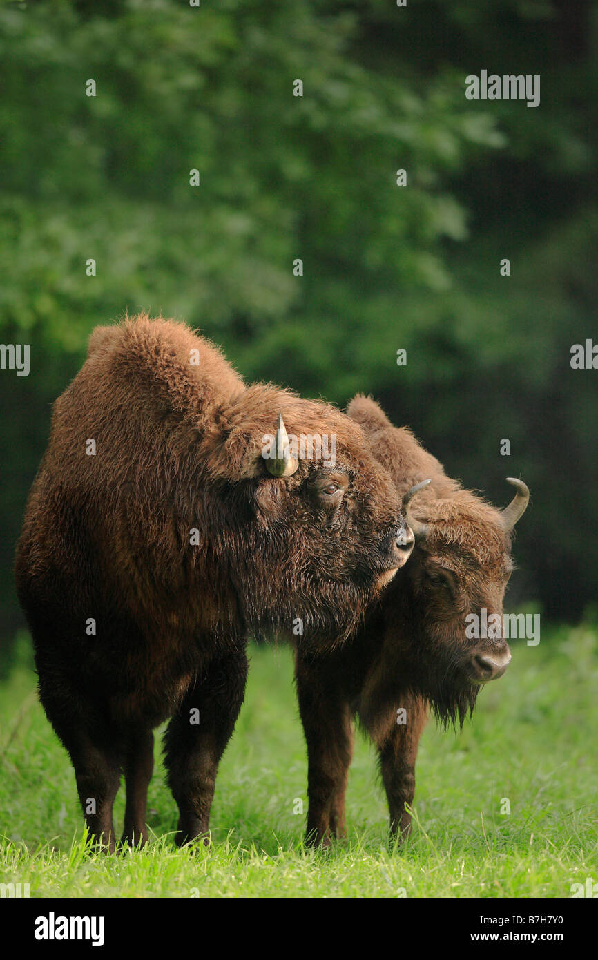 Europäische Bison, Wisent (Bison Bonasus), paar Stockfoto