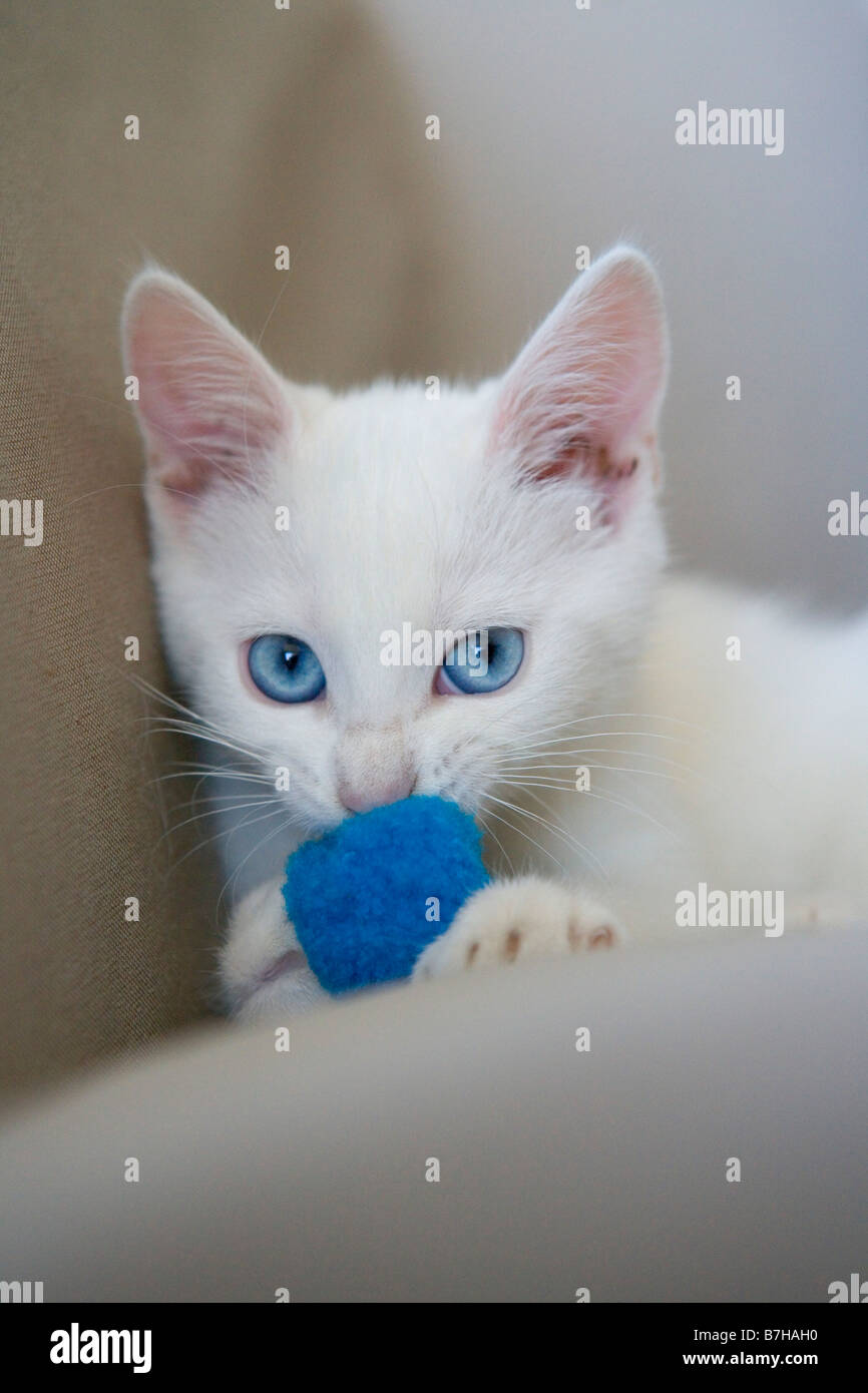 Weiße Katze mit blauen Augen mit einem blauen ball Stockfoto