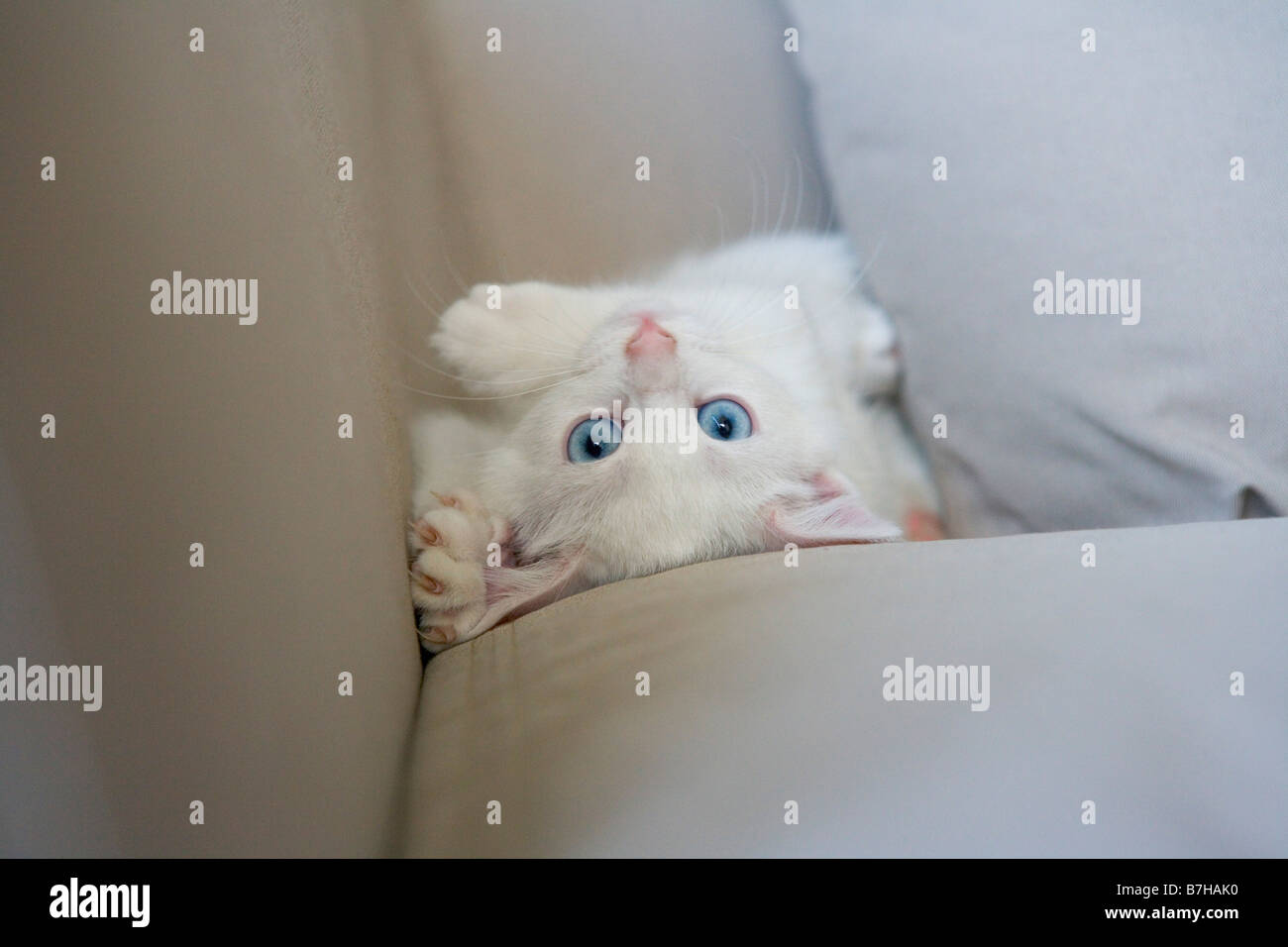 Weiße Katze mit blauen Augen, Seite nach unten Stockfoto