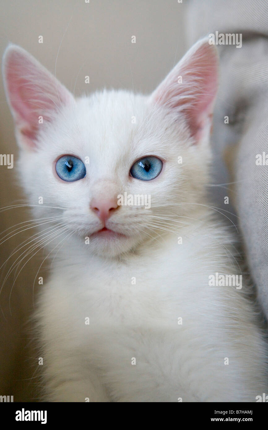Weiße Katze mit blauen Augen Stockfoto
