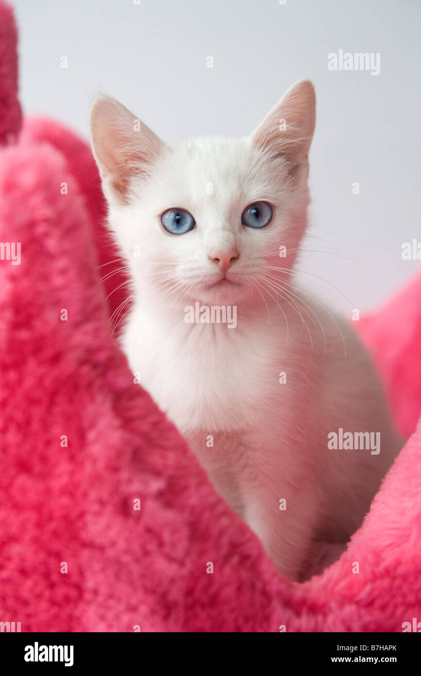 Weiße Katze mit blauen Augen in rosa Korb Stockfoto