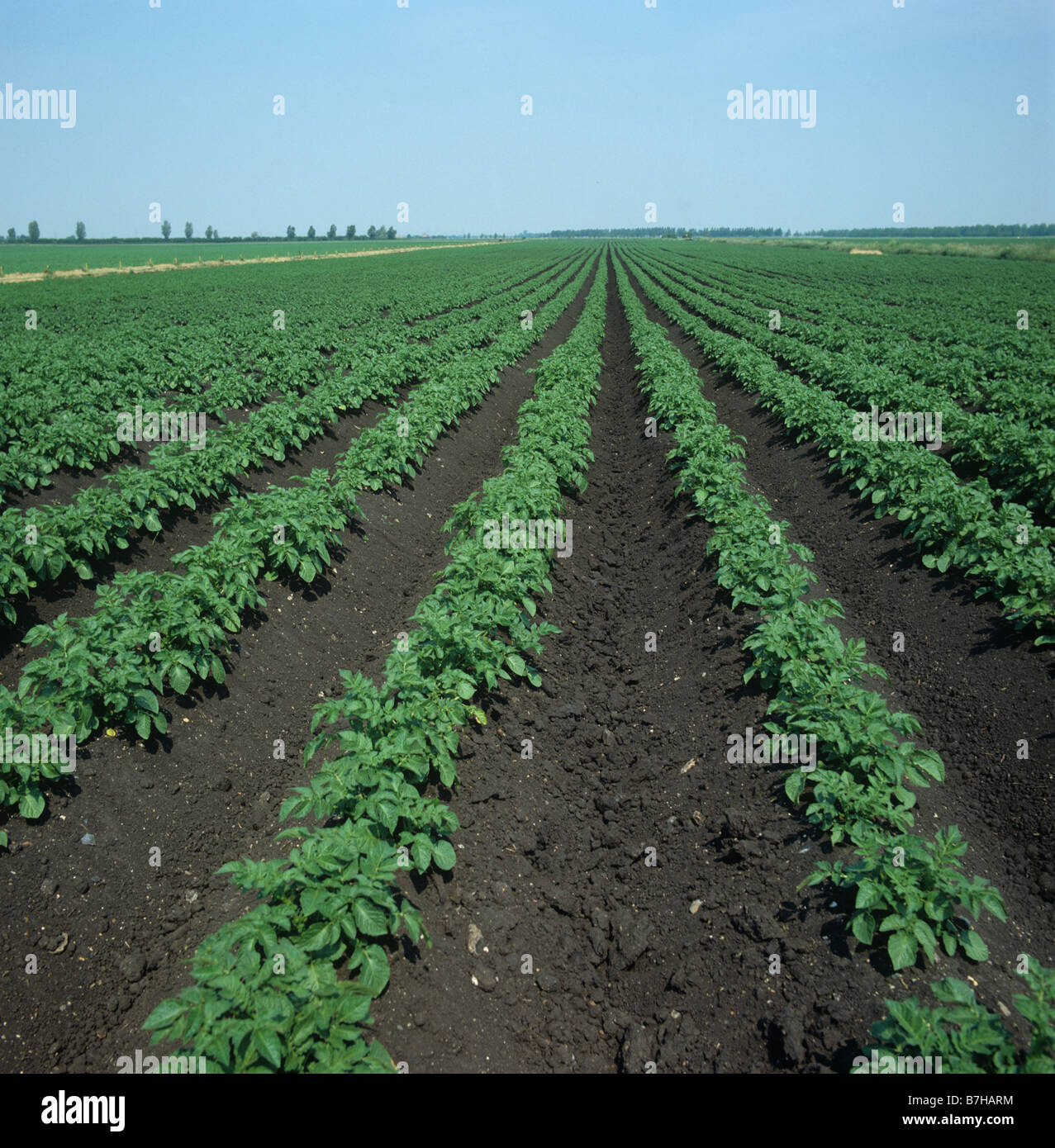 Reihen von geriffelte Kartoffeln im dunklen Bio Fenland-Boden Stockfoto